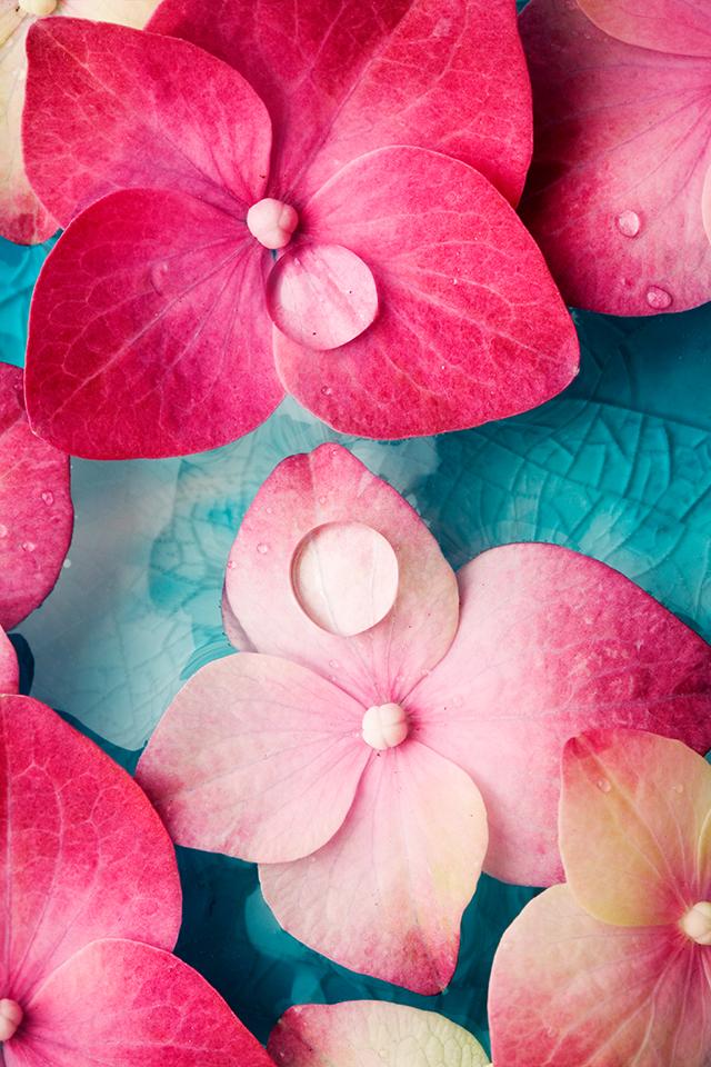 Flower Wallpaper