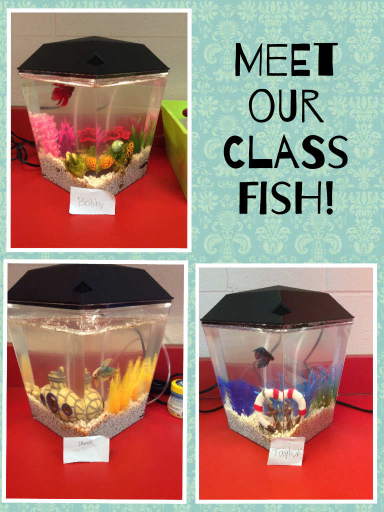 MsFrydenlund's tweet photo. Meet our class fish! Mr. Steve, Mr. Bobby, and Mrs. Taylor! #HMESShines  http://t.co/2C8IjdUsu4 http://t.co/2vKTOKnIzd
