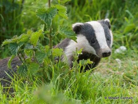 Culling badgers is not the answer. Our response to the news of #Dorset #badgercull buff.ly/1MZwaWG