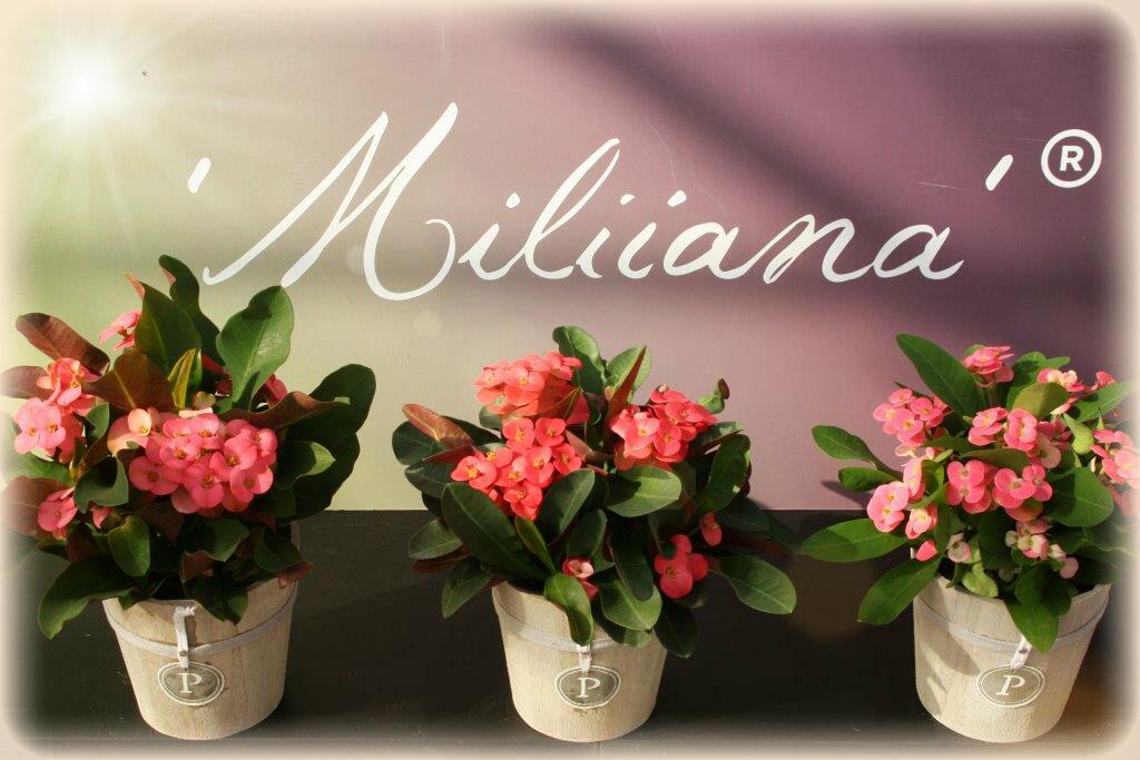De Miliiana`s gaan ook gezellig mee met <a href="/FloraHolland/">Royal FloraHolland</a> naar de Flowers Expo Moscow!