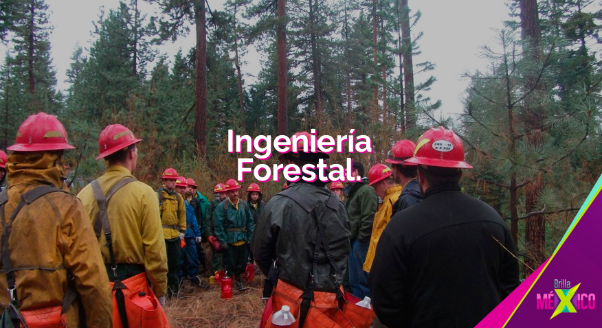 BrillaMexico's tweet photo. Con esta Ingeniería podremos manejar de manera sustentable nuestros ecosistemas forestales. http://t.co/G6NhwfXFKy http://t.co/HMWIYWrQkd