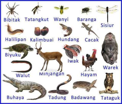 Nama Haiwan Dalam Bahasa Dusun : Belajar Bahasa Kadazandusun Baku Pdf