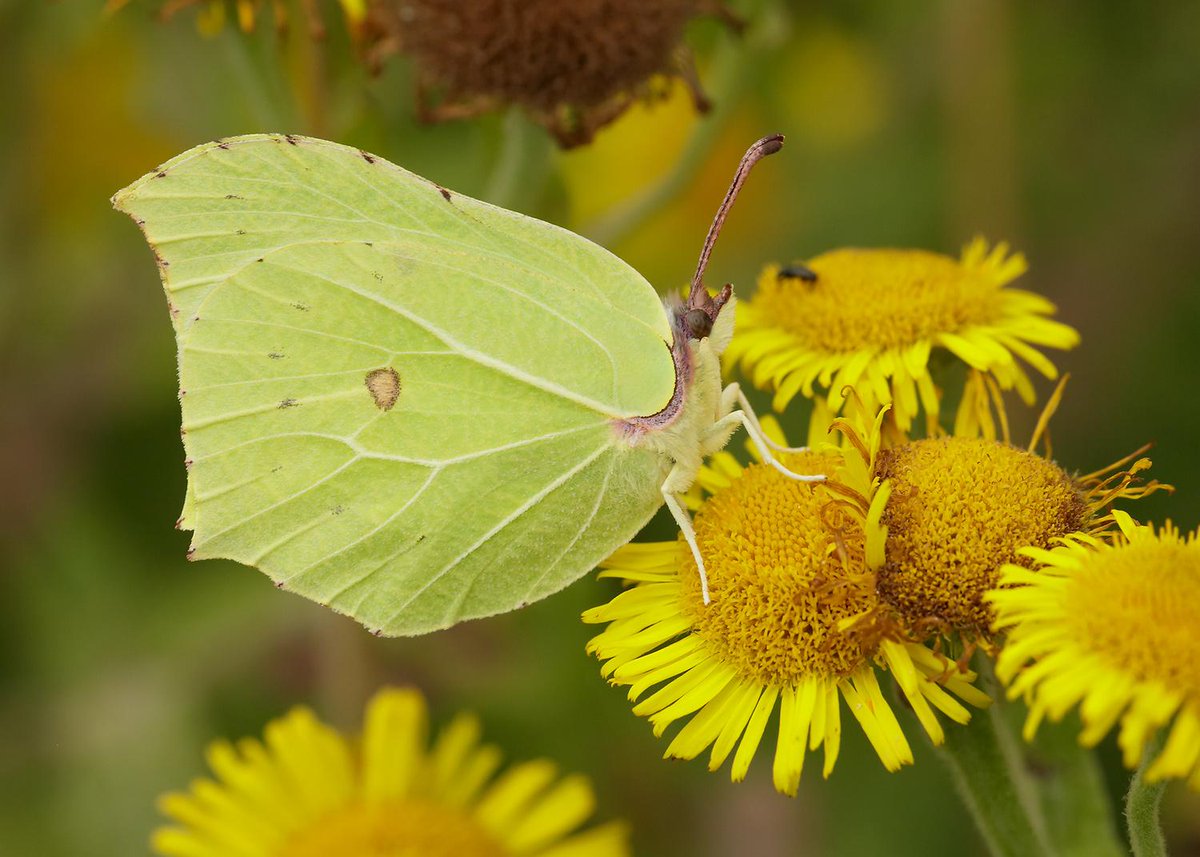 This is the final weekend to submit your #ButterflyCount results, you have until the 31st Aug!
butrfli.es/ButterflyCount