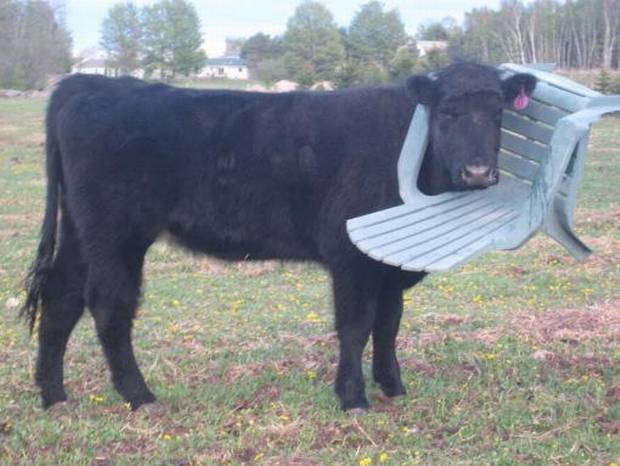 Independent's tweet photo. Cow gets head stuck in chair, fire service Twitter followers respond with puns http://t.co/JQIDvOjekp http://t.co/xAfnNG3x7N