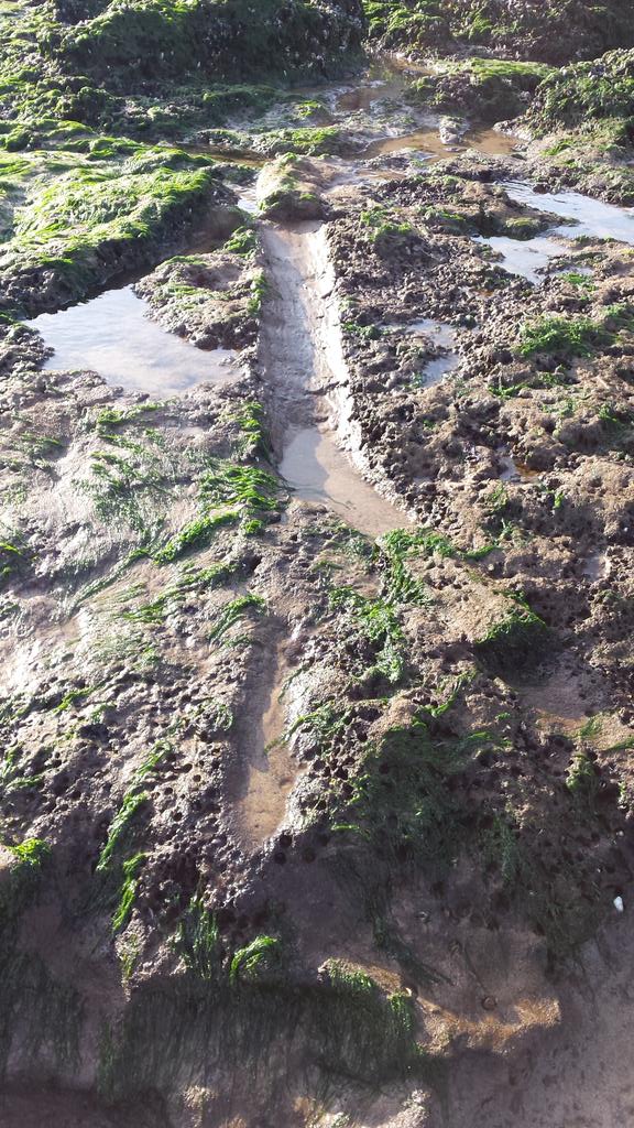 Evidence aplenty for the value of @CITiZAN1 at Pett Level. There was an ancient tree here until very recently...