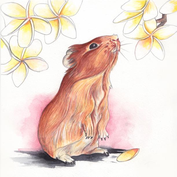 #art #illustration #guineapig #watercolour #animalsurprise