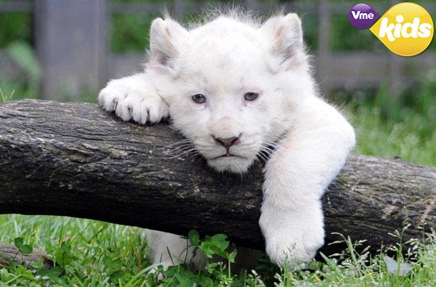 Los leones blancos no son albinos, son una mutación rara del león  sudafricano PlanetaFeroz VmeKids | Vme Kids | Scoopnest