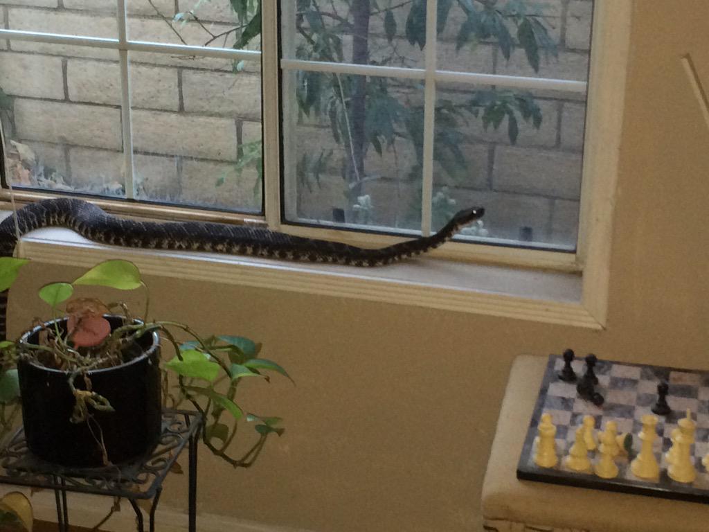welsbie_45's tweet photo. Even #rattlesnakes were in search of some A/C today! @VCFD #oakpark firefighters remind you to secure screen doors. http://t.co/Bcyv46unRF