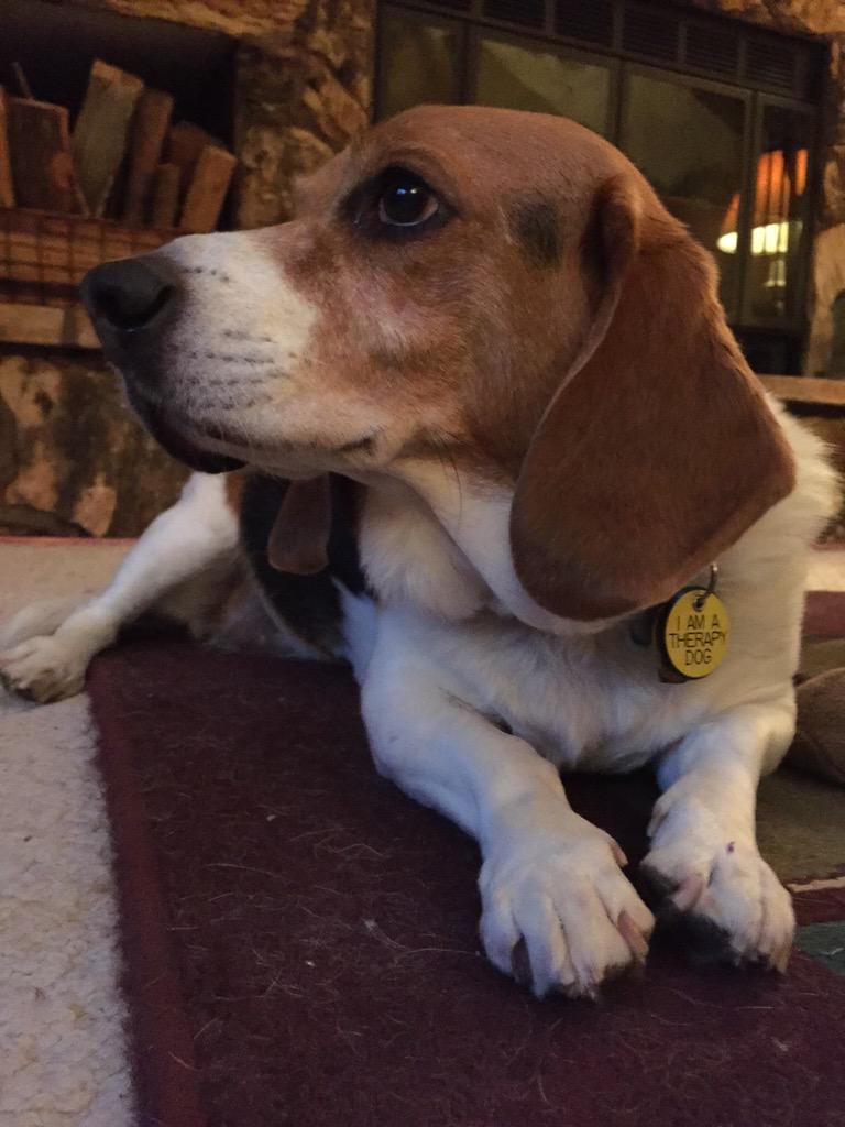 TaterBagle's tweet photo. I'm a regal beagle! http://t.co/Ry88ZOBn3M