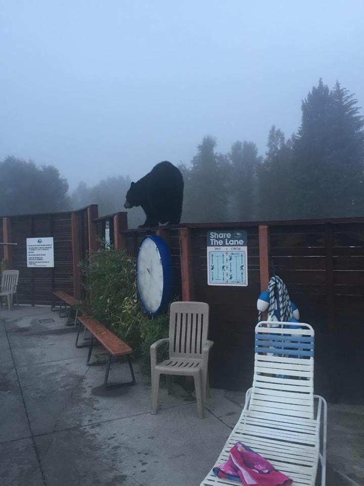 First world problems: there's a bear on the fence of our hot springs.