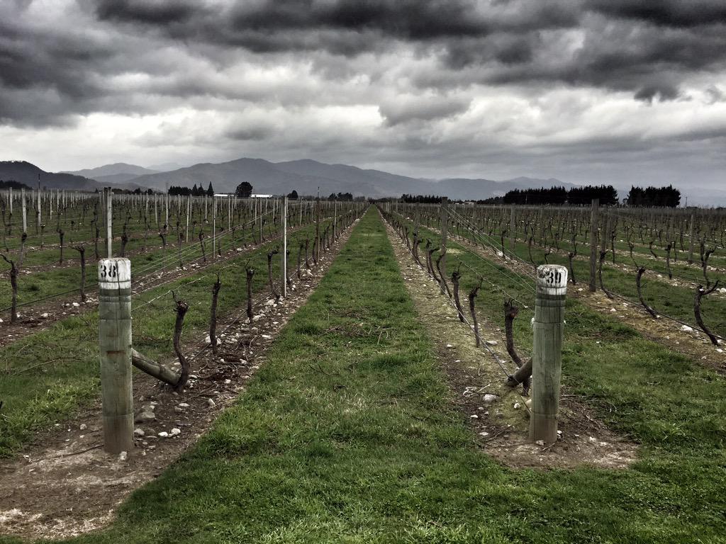 TwiggyPlato's tweet image. @TwiggyPlato: Stunning day at #spyvalley for a few wines... #blenheim #marlborough #winery