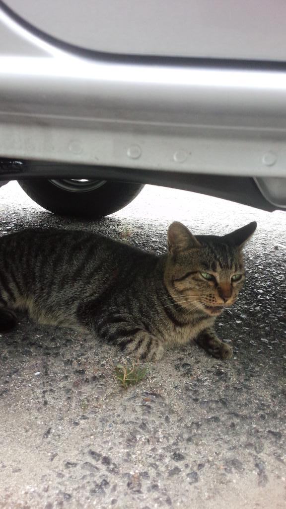 あゆたん on Twitter &quot;野良猫ボブ。 もうすぐ雨らしい。 まだおるよ。 http//t.co/JYuTqtMJ29&quot;