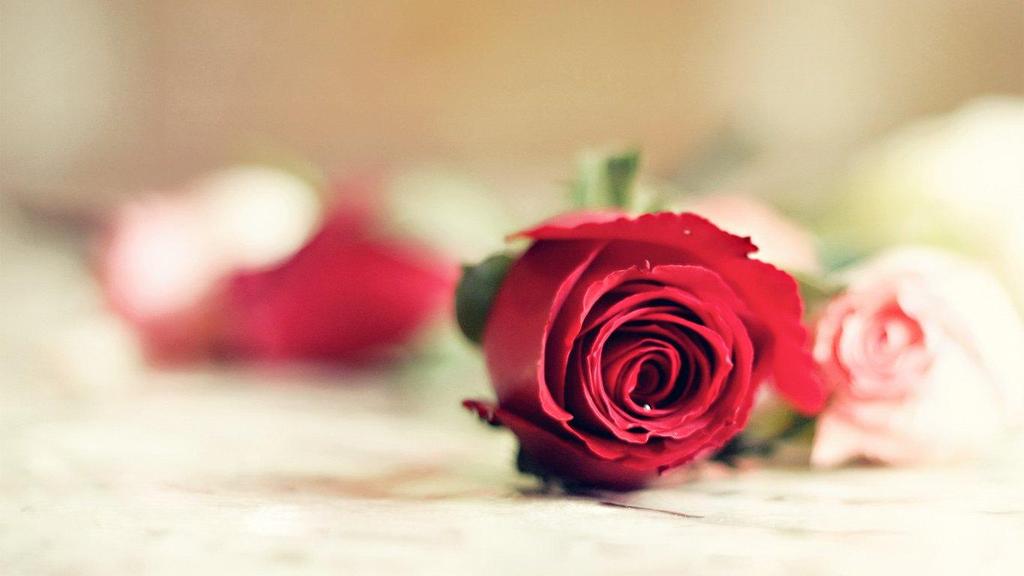 SeraChabok's tweet photo. @paradisemariya @aster176562331 @AngelGirlM http://t.co/9QFbvzZivq
