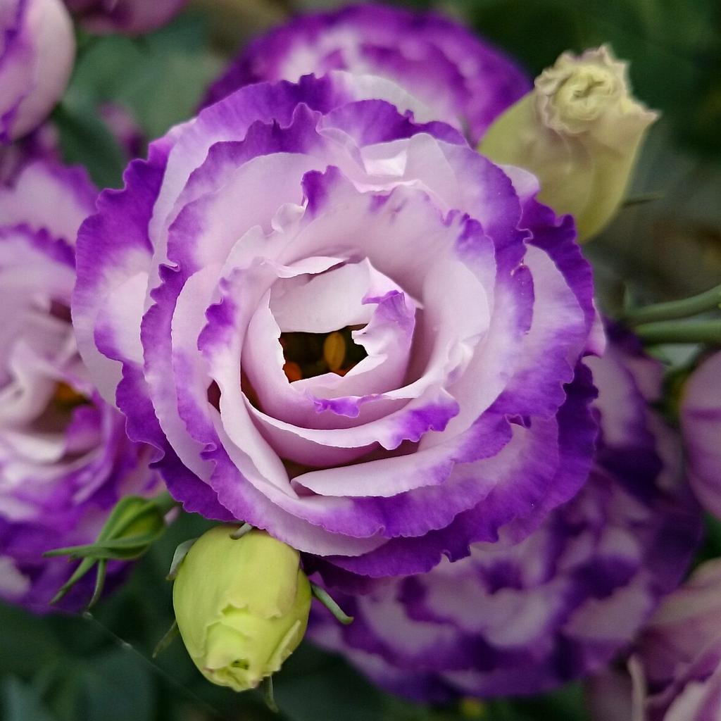 高瀬花園 自家採集したトルコキキョウは同じ種からバラバラと四種類ほどの紫系の花が咲きます Http T Co Tpui6mkbgl Twitter
