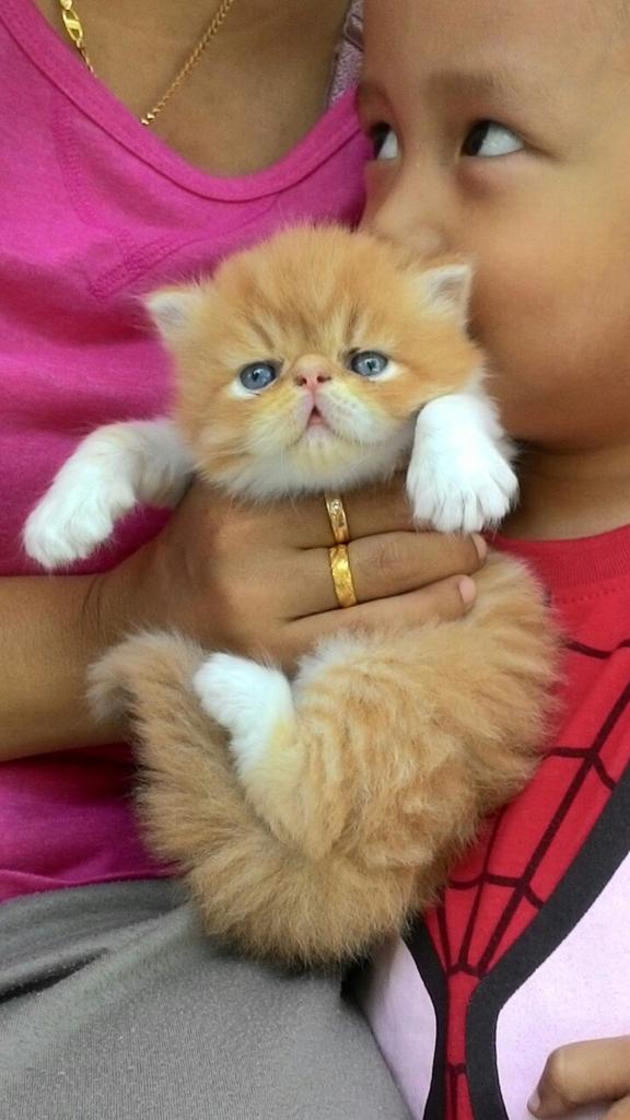 Muab_17's tweet photo. Mau???? Cepat, dapat. Lambat, minggat. #cat #catlover http://t.co/PQv0mpauiA