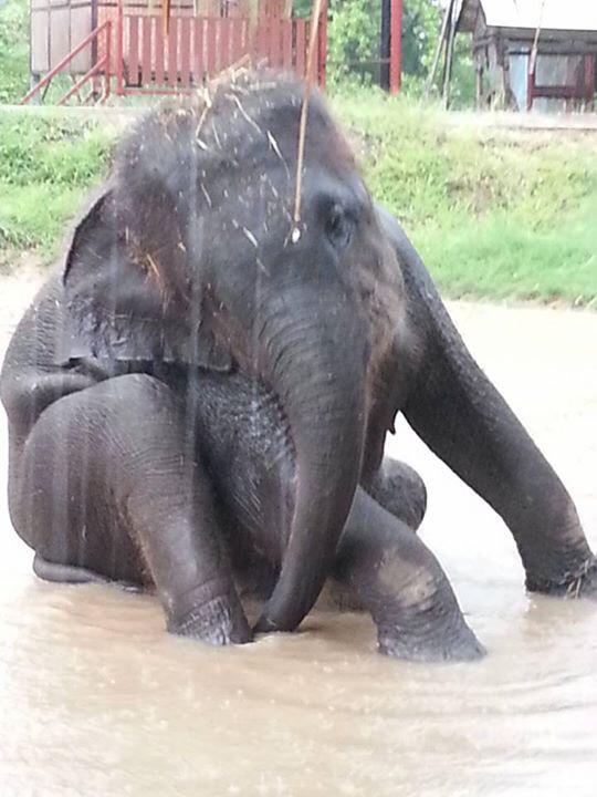 Elephantstay's tweet image. Soiselee loves playing in this giant rain puddle #cutenessoverload #elephantstay