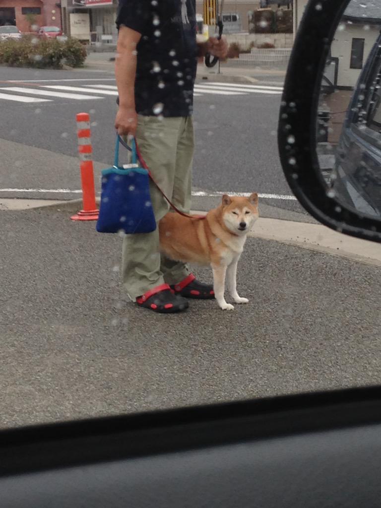 なぜこうなる 好奇心に負けるのかあらゆる所に挟まってしまう柴犬達 画像 Togetter なぜこうなる 好奇心に負けるのかあらゆる所に挟まってしまう柴犬達 画像 Togetter