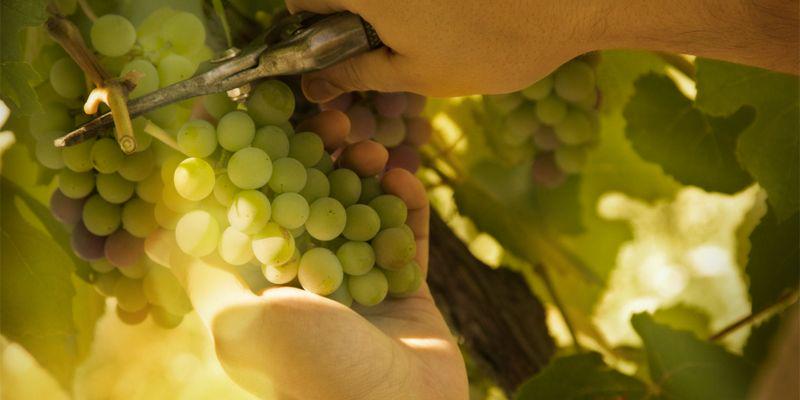 How to get a Fruit Picking Job - A Recruiters / Employers Perspective - workingholidayjobs.com.au/how-to-get-a-f…