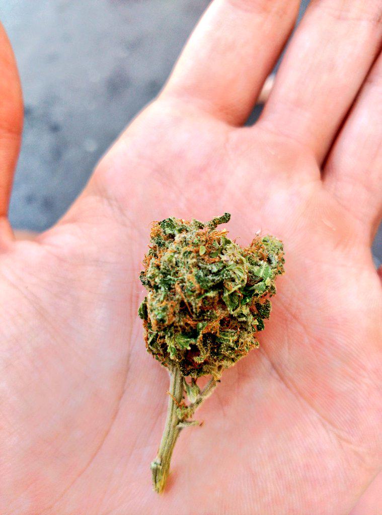 Kunfupeta On Twitter Hoy Fin De Semana Porrito De Marihuana Cerveza Por La Mañana Sol Playa Jarrana Http T Co Qj6fx3jcmo