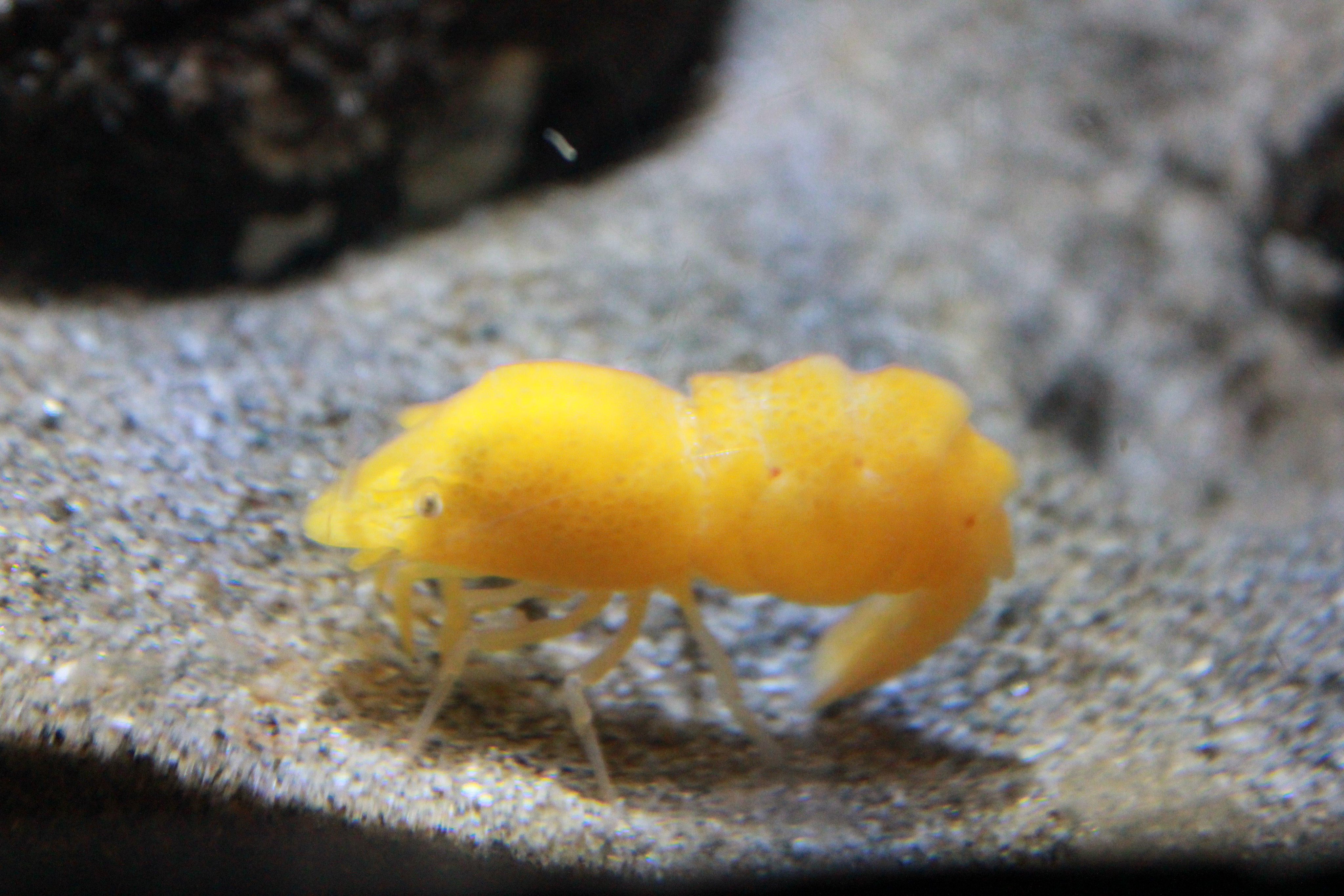 公式 アクアマリンふくしま キタ モエビ モドキでモエビ 科とあります エビではないと思っていいですか あと モドキ って何に似ているのでしょうか お問い合わせをいただきましたが エビの仲間です 特に何かに似ているというより モエビ科の