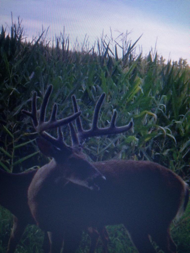 Antler Freaks tweet media