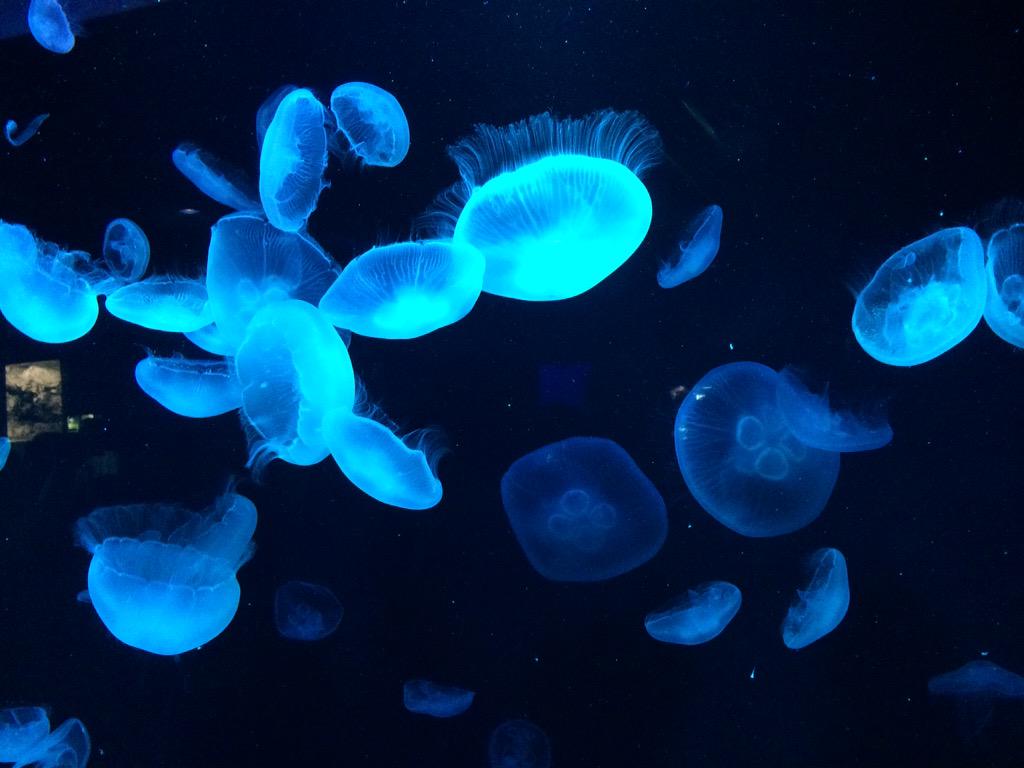 海月 wnGoG0iH_200x200.jpg