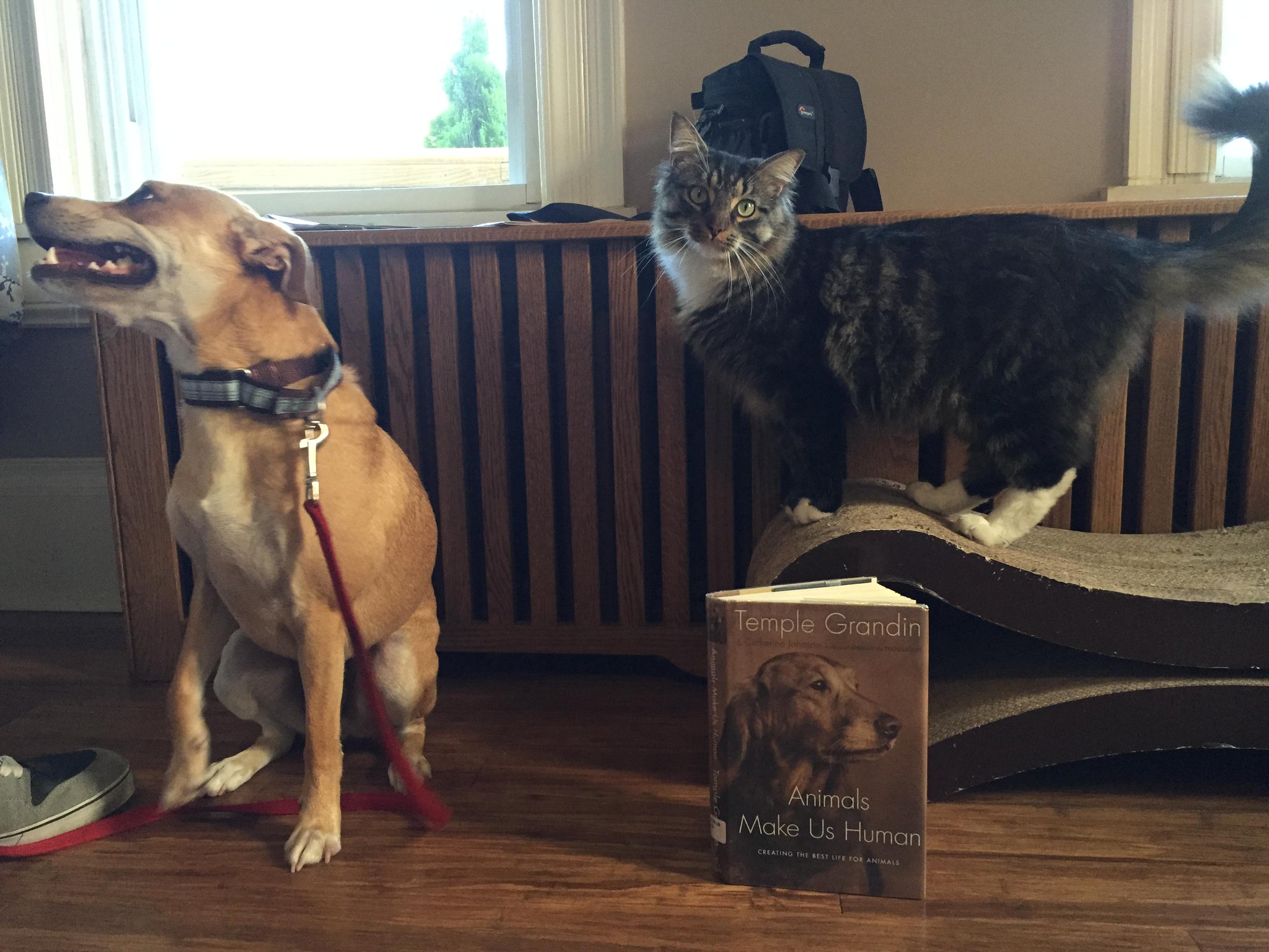 Pets & books are a person\s best friends. Happy 68th birthday Temple Grandin!  