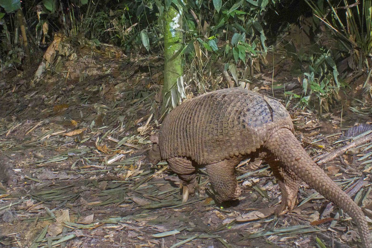 armadillo pénisz