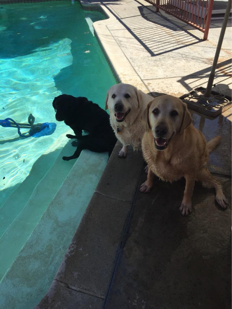 manylabs4me's tweet image. Me and my entourage taking a dip.