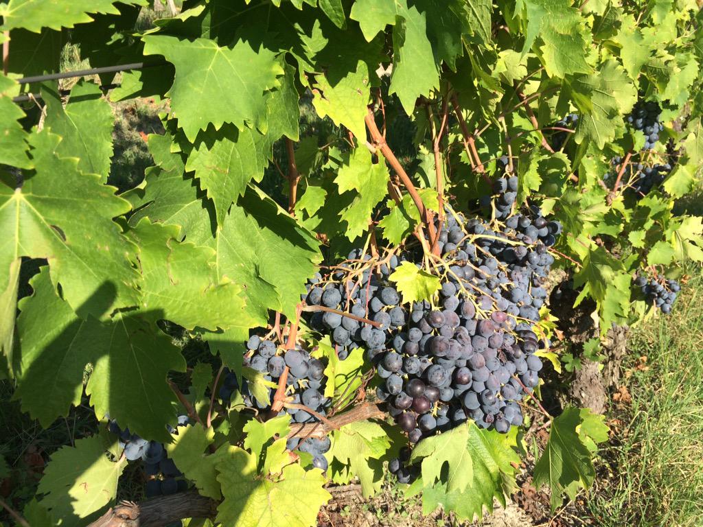 Castellodineive Hashtag On Twitter Images, Photos, Reviews