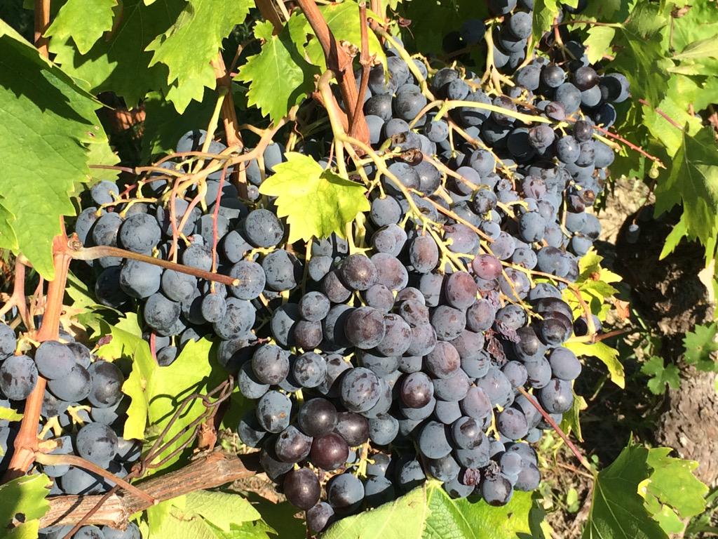 Castellodineive Hashtag On Twitter Images, Photos, Reviews