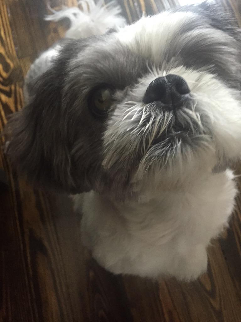 ErinBOverstreet's tweet photo. 1 clean pup thx to the new laundry room dog tub. No bites. Lots of treats. @Oreo_CookieCake is hiding #ItsADogsLife http://t.co/VvwwBotmUW