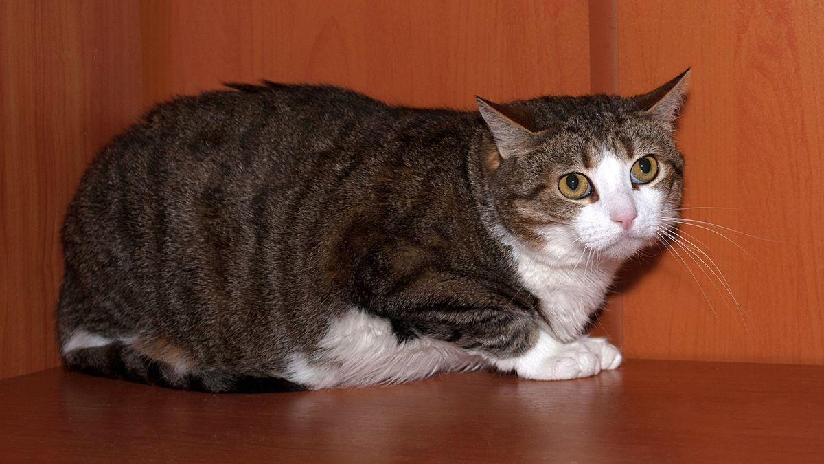 TheOnion's tweet image. It Impossible To Tell What Sounds Will Freak Out Cat onion.com/1KTmuXS