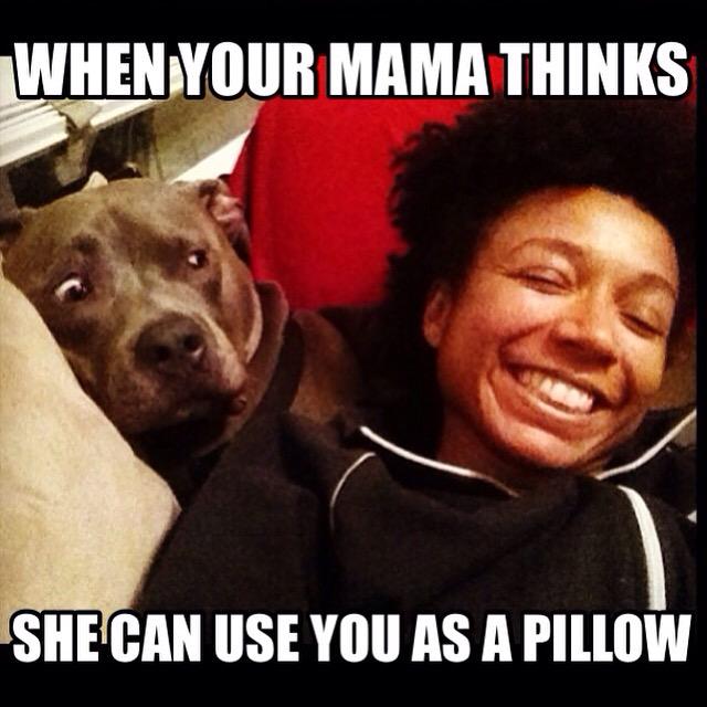 ApolloThePit's tweet image. What da? #pitbulls #pitbullweek #dogs #dogslife #cutepets #ruffpost #funnydogs #doglover #dogsoftwitter #woof