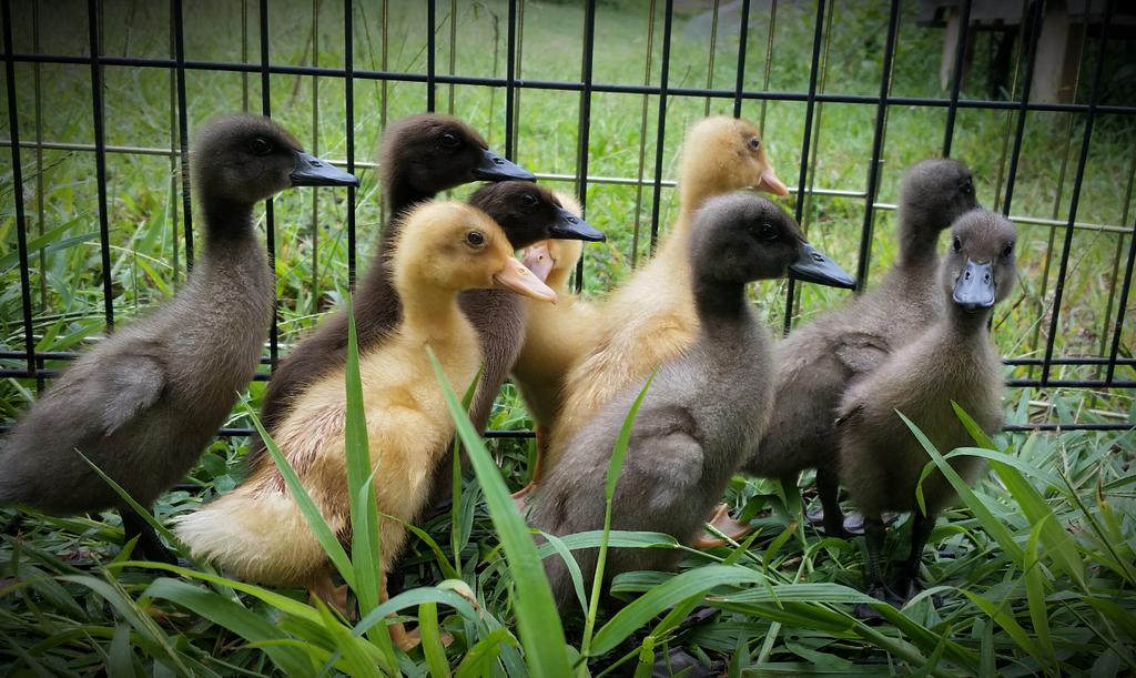 herdofturtlez's tweet image. #farmlife