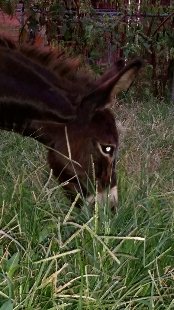 herdofturtlez's tweet image. #farmlife