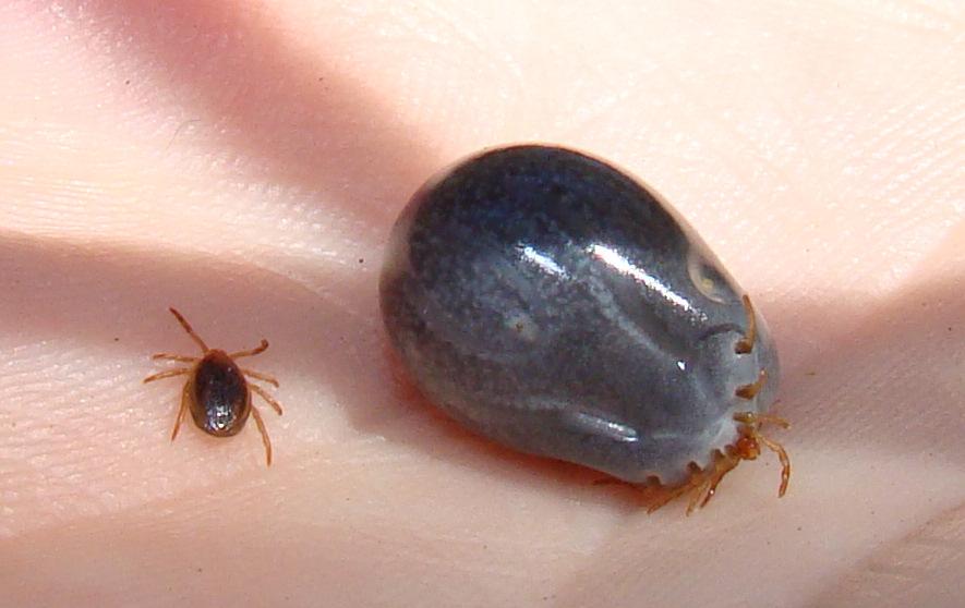 biz_creatures's tweet photo. Creature 334: Ixodes holocyclus
A scary tick
#Bizarrecreatures
http://t.co/w3oLzV9hcb http://t.co/Pwdzx5MegD