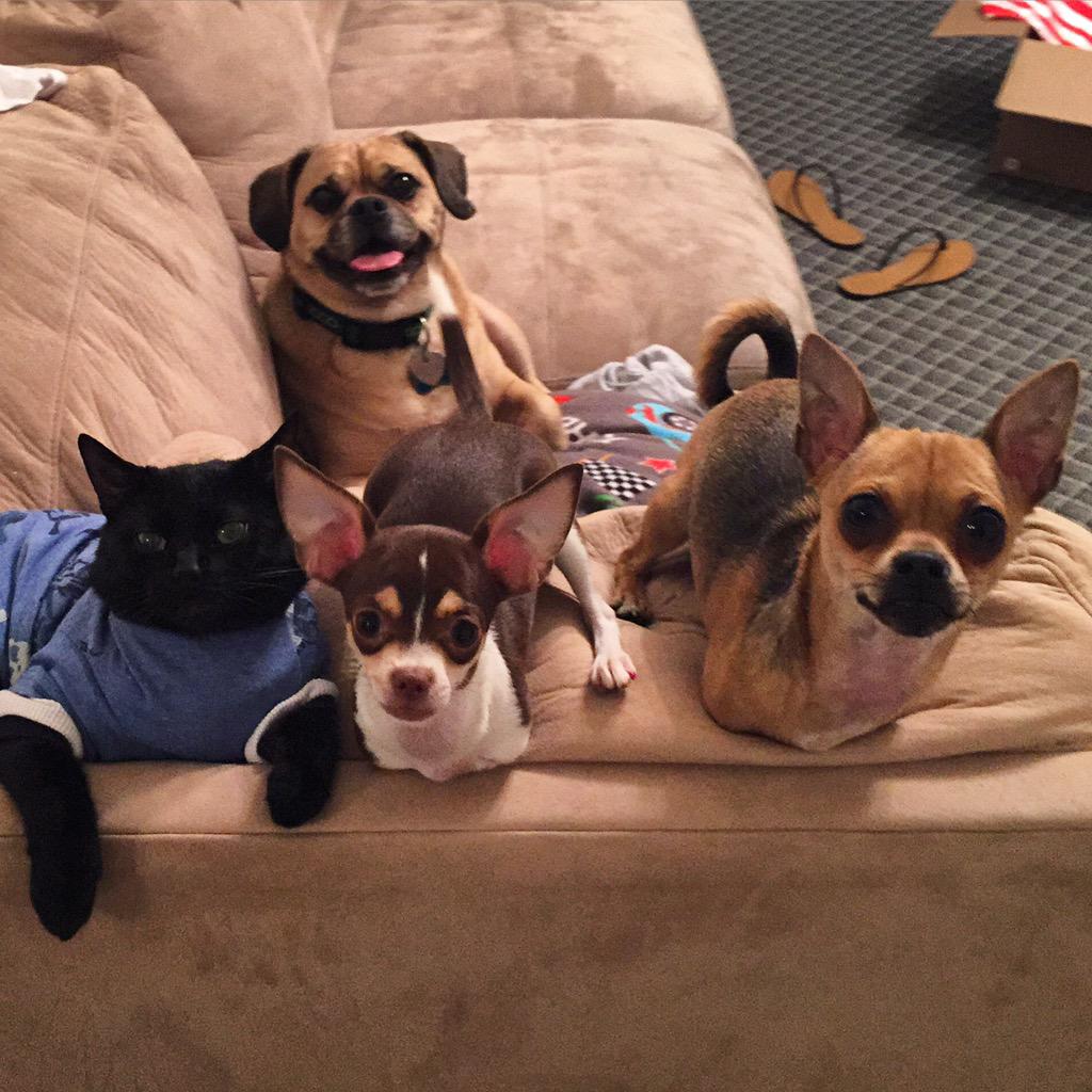 RooTurbo's tweet photo. Squad goals achieved!🏆 #WeLookGood #Family #SquadGoals #12paws http://t.co/Z3TRxUGLbu