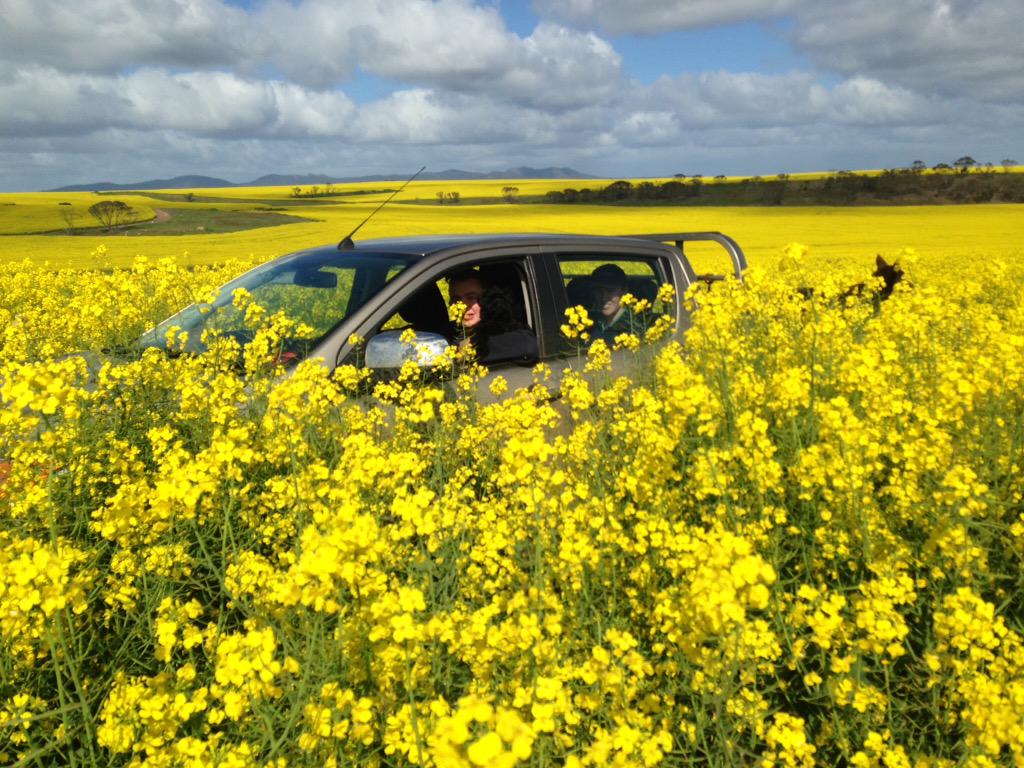 #paddockpride  will need that drone to find the ute soon. #Gt50 @NuseedAustralia