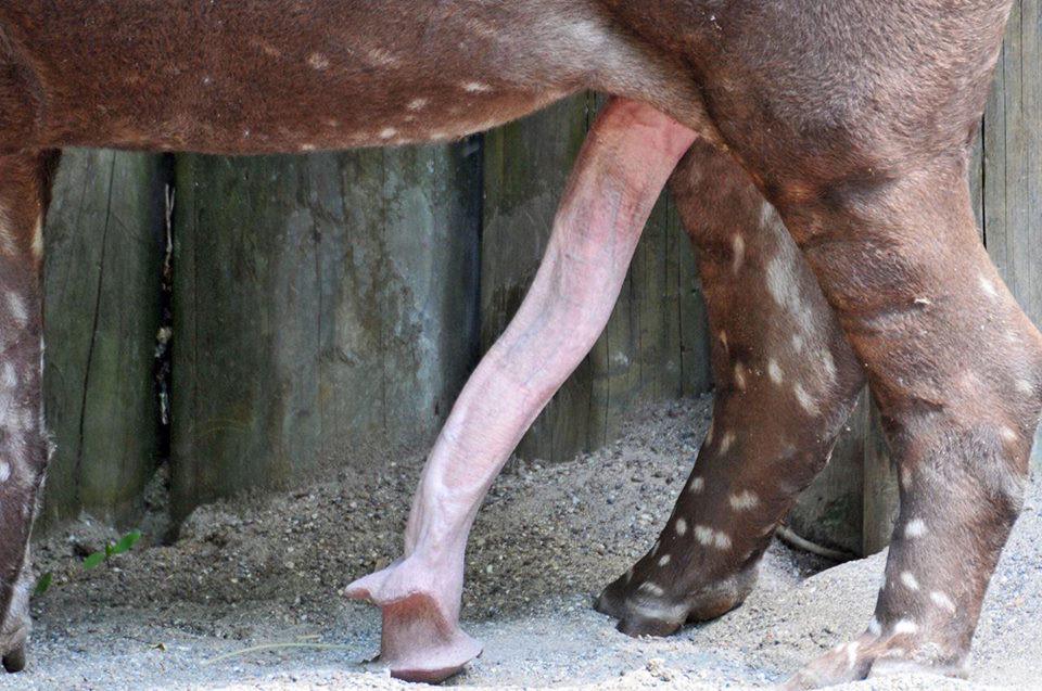 Sex with Horse - Free Porn