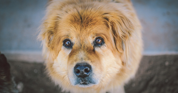 RT if you know ALL dogs are beautiful! #AdoptDontBuy