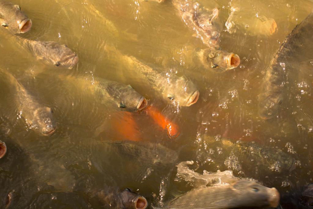 NSarasook's tweet photo. Photo by Nattakit Sarasook 
#nikon #photo #animals #fish #thailand http://t.co/TSZWng1qwD