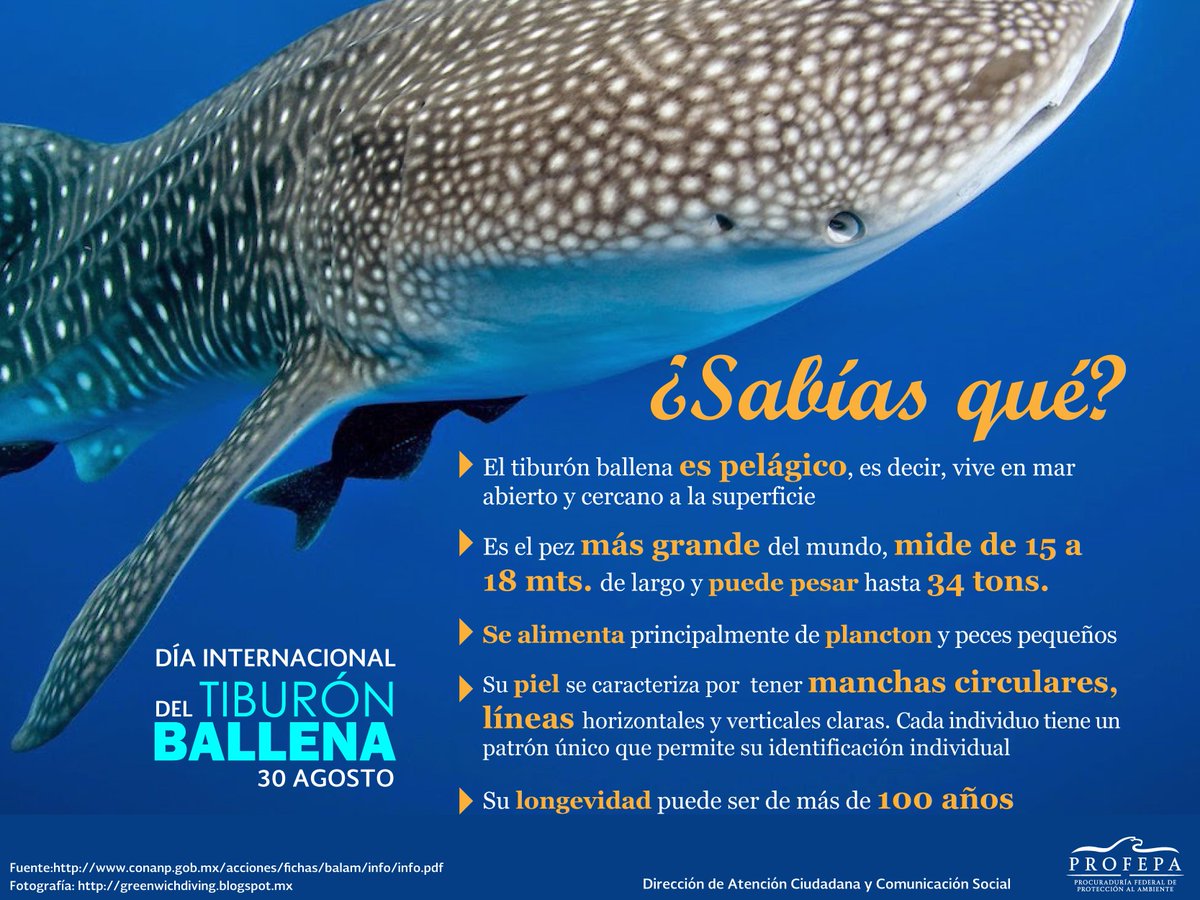 PROFEPA on X: 'El #TiburónBallena es el pez más grande del mundo, mide de  15 a 18 metros de largo y pueden pesar hasta 34 toneladas  http://t.co/2xsQ3TFNxd' / X