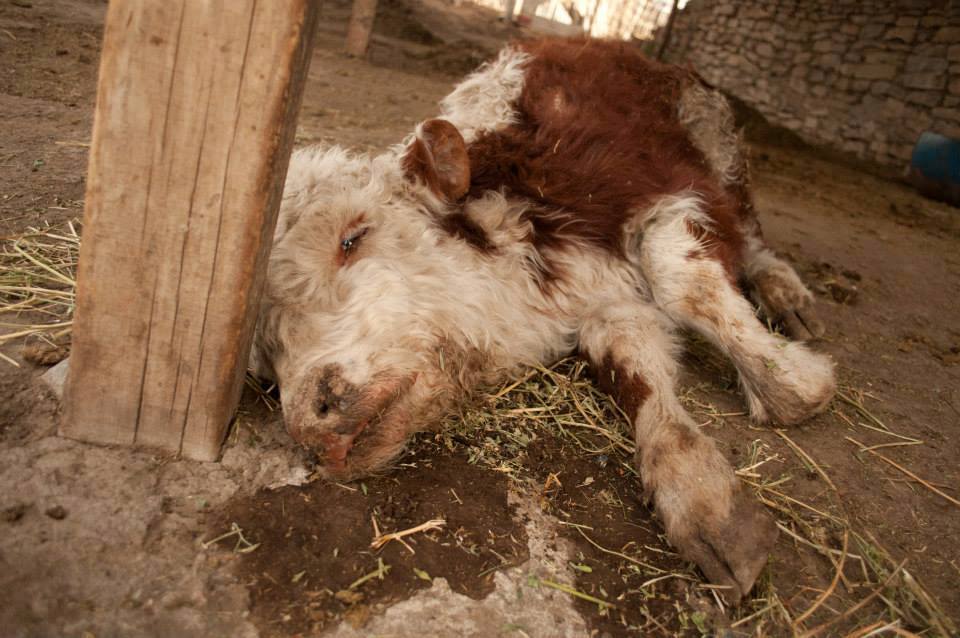 Betty_Noush's tweet photo. Paradoxe de la viande : les gens sont contre la souffrance animale mais aiment aussi leur steak. http://t.co/njj1DjCeVc