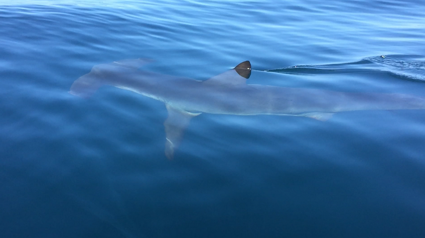 latimes's tweet photo. Part of La Jolla beach closed after confirmed sighting of 8- to 10-foot hammerhead shark http://t.co/cFqvkzkxAQ http://t.co/ghwp1L0oUO