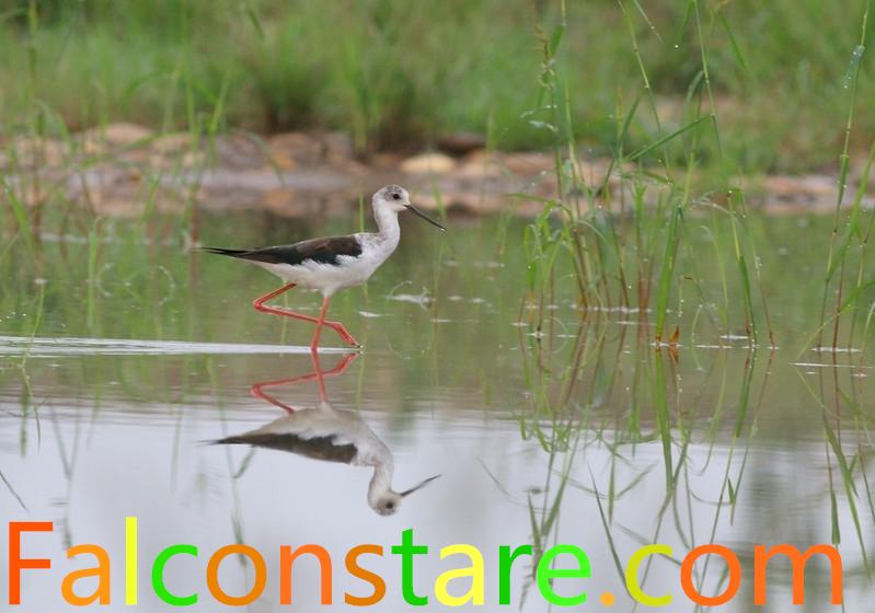 Falconstare's tweet image. Black-Winged Stilt 
"The model in birds?" 
"Of course, It's Stilt"
Aug, 2015
Chongqing, China
#birds #birding