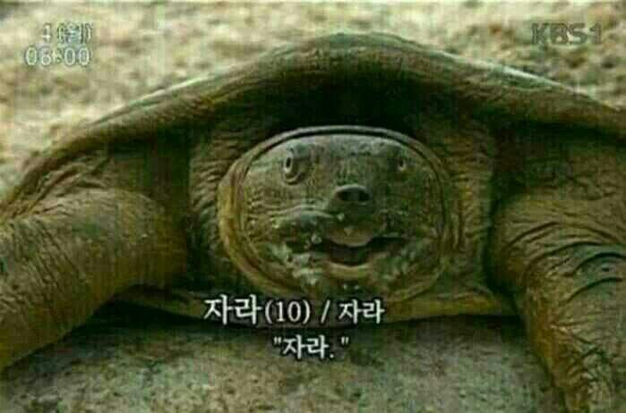 자라.ㅋ