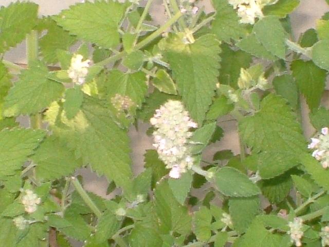 CrackForKitty's tweet image. Wonderful #CrackForKitty #CatNip plant. Taste so good cats call for it by its name:)
