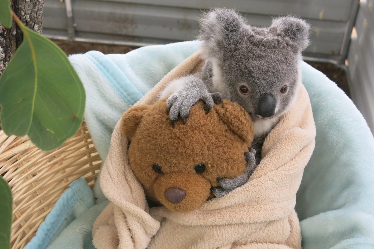 Save the Koala month - &amp; good news for AACE at Mt Larcom goo.gl/cZ48B4 #koala