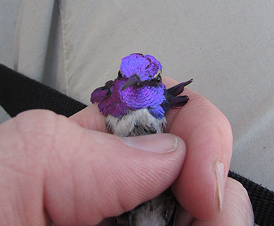 asu_behavior's tweet image. How did iridescent color signaling evolve?  ow.ly/NsrAq @rsimpson235